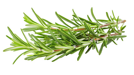 Fototapeta premium Fresh rosemary sprig with aromatic leaves, isolated on white background