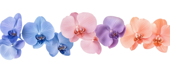 A vibrant line of colorful orchids showcasing nature's beauty and elegance. transparent background