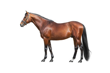 Horse exterior isolated on white