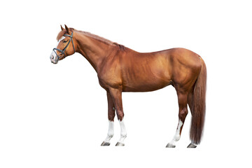 Horse exterior isolated on white