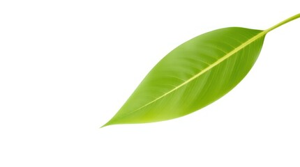 Fresh green leaves isolated on white, a natural close-up of spring foliage