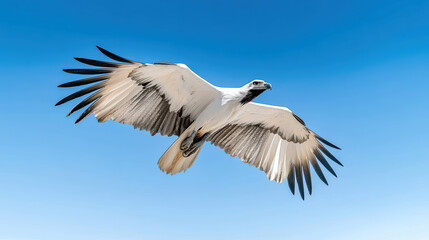 Obraz premium Majestic condor soaring against clear blue sky, showcasing its wingspan