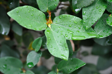 ficus pumila or climbing fig or MORACEAE and dew drop