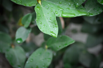 ficus pumila or climbing fig or MORACEAE and dew drop