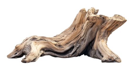 Empty tree trunk isolated on a white background