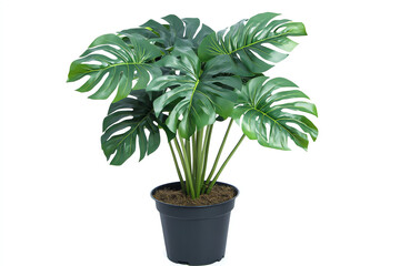 Fototapeta premium A vibrant monstera plant in a stylish pot, perfect for home decor or office settings, bringing a touch of nature indoors.