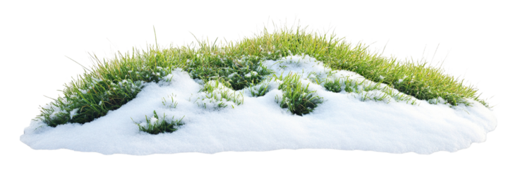 Patch of green grass covered with fresh snow, isolated on transparent cutout background