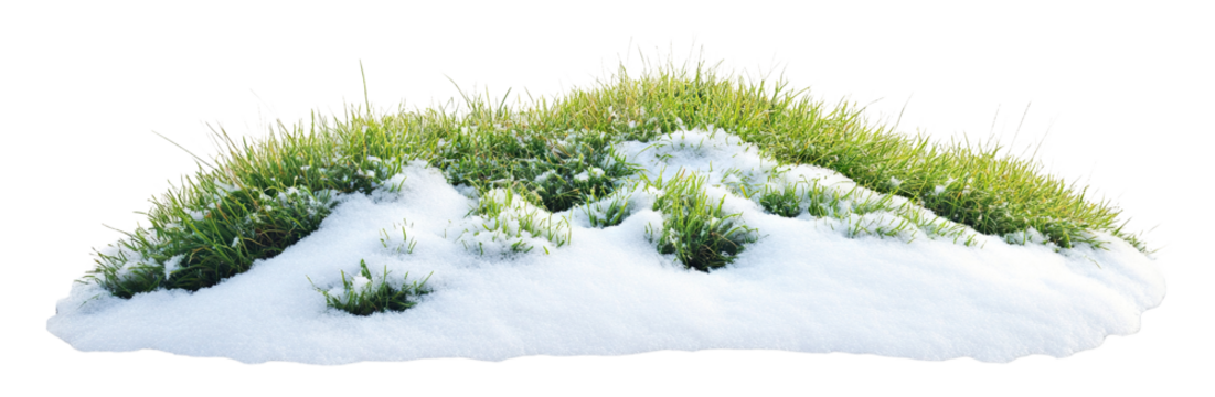 Patch of green grass covered with fresh snow, isolated on transparent cutout background