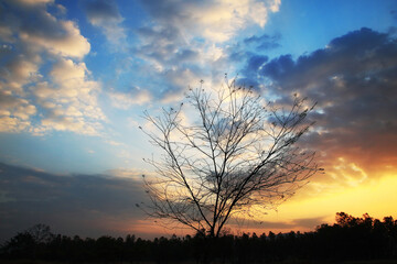 Silhouette of a dry tree in the morning sky