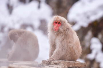 Naklejka premium Travel Asia. The Red-cheeked monkey is soaking in the water to relax the cold happily.Snow monkey on the snow. Winter season.