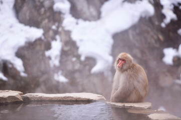Travel Asia. The Red-cheeked monkey is soaking in the water to relax the cold happily.Snow monkey on the snow. Winter season.