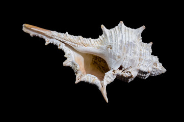 Murex spinicosta shell on black background