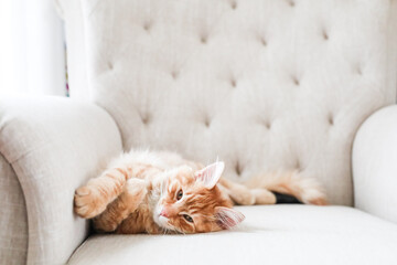 Maine Coon Cat Laying on Couch © Cavan