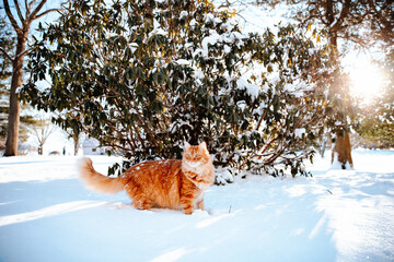 Maine Coon Cat in Snow on Sunny Day