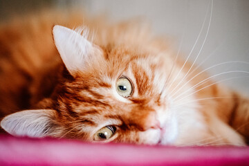 Up Close of Maine Coon Cat Face