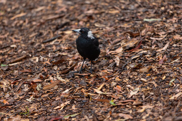 A black and white magpie standing on a bed of dry brown leaves