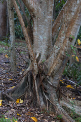 A tree with intertwined roots and textured bark in the Australian bush