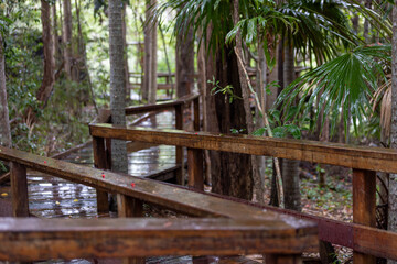 A wet wooden boardwalk winding through a lush forest in the rain