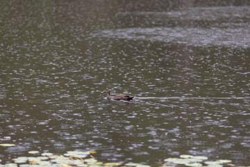 A duck swimming on a lake with raindrops falling on the water