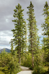 Tall evergreen trees line a wooden boardwalk on a Canmore trail