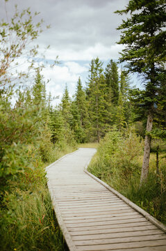 Wooden boardwalk winding through summer greenery and trees in Canmore