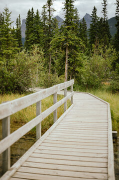 Policeman's Creek boardwalk with greenery and mountain backdrop