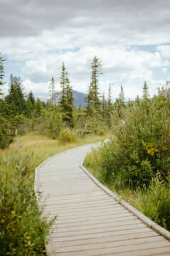 Wooden boardwalk winding through lush greenery in Canmore, Canada