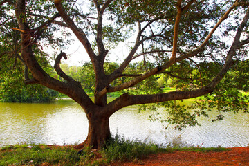 outdoors in nature, park, Brazil