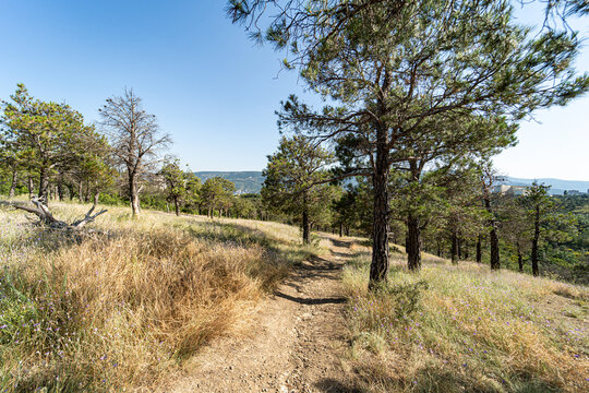 The road in the forest