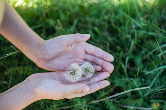 Tiny dandelion in the boys hands