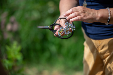 Woman holding fresh clipped bunch of elderberry