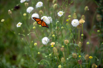 Monarch butterfly spread out on a white wildflower