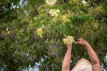 Woman harvesting elderberry flowers from elder tree