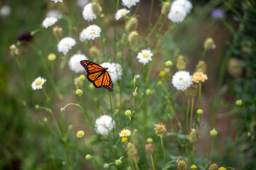 Monarch butterfly landing on a white wildflower