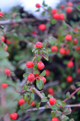 Red winter berries with leaves Cotoneaster horizontalis on a branch . Closeup photo outdoors.Free copy space.