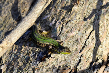 Dalmatian wall lizard - female // Adriatische Mauereidechse - Weibchen (Podarcis melisellensis fiumanus) - Ada Bojana, Montenegro