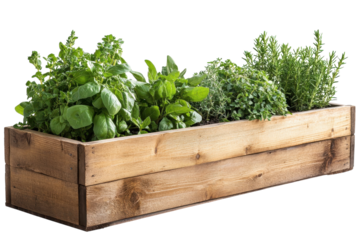 Fresh herbs growing in a wooden planter box in a home garden setting during daytime