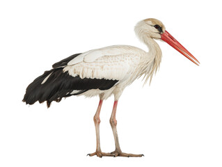 Isolated White Stork Profile Full Body
