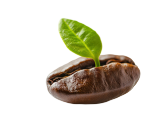 Isolated Coffee Bean with Small Sprout
