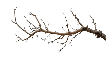 dead tree branch