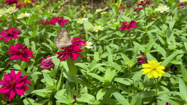 Close-up of a vibrant garden filled with red, yellow, and white flowers, with a butterfly perched delicately on a red bloom, surrounded by lush green leaves under bright sunlight