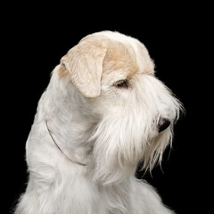 Portrait of Sealyham Terrier Dog Isolated on Black background, profile view