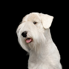 Portrait of Sealyham Terrier Dog Isolated on Black background, profile view