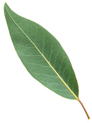 Obraz premium Leaf is shown. Isolated, on transparent background. PNG