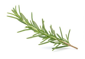 Fototapeta premium A fresh sprig of rosemary with long thin green leaves and a woody stem isolated on white background