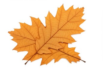 Fototapeta premium A pair of dried oak leaves with a warm orange-brown hue, showing their textured veins and natural edges isolated on white background