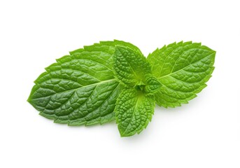 Two fresh green mint leaves with visible veins, isolated on a white background