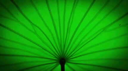 Captivating Green Lotus Leaf Underside Showing Intricate Veins and Textures in Nature's Beauty