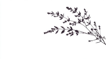 Silhouette of a sprig with small leaves and flowers on white background.