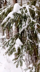 Snow-covered pine branch in a winter forest